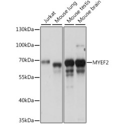 MYEF2 Rabbit pAb
