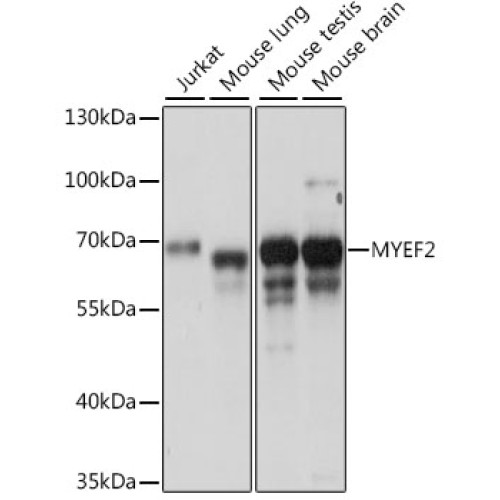MYEF2 Rabbit pAb