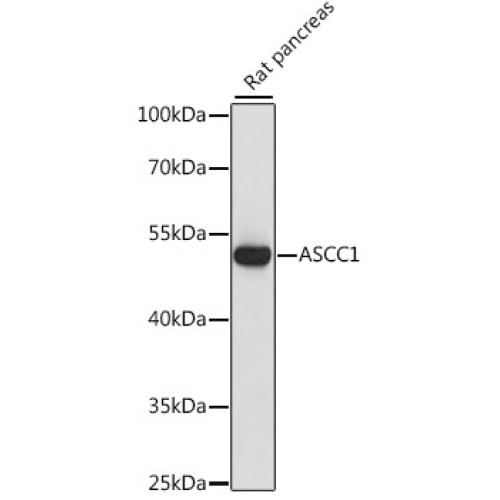 ASCC1 Rabbit pAb