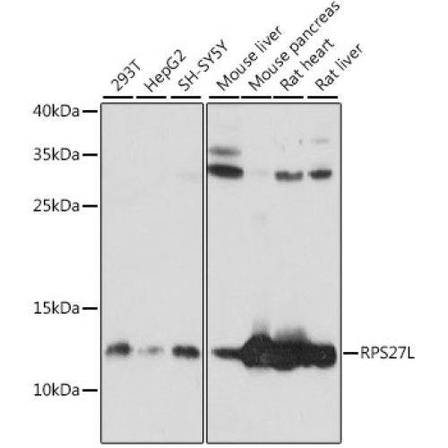 RPS27L Rabbit pAb