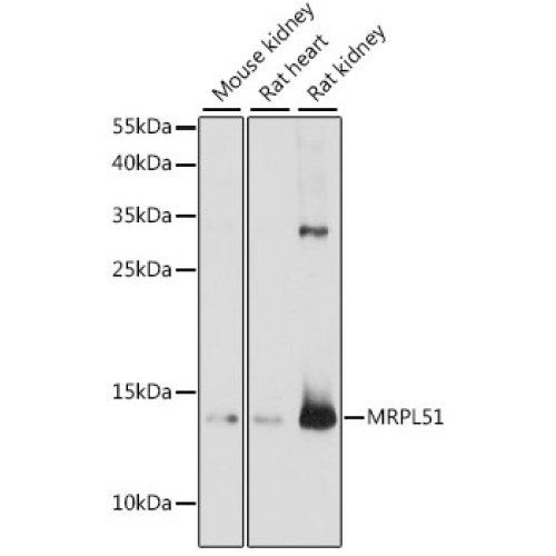 MRPL51 Rabbit pAb