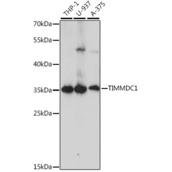 TIMMDC1 Rabbit pAb
