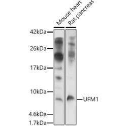 UFM1 Rabbit pAb