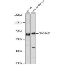 CDK5RAP1 Rabbit pAb
