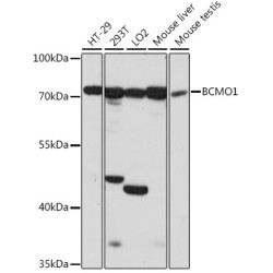 BCMO1 Rabbit pAb