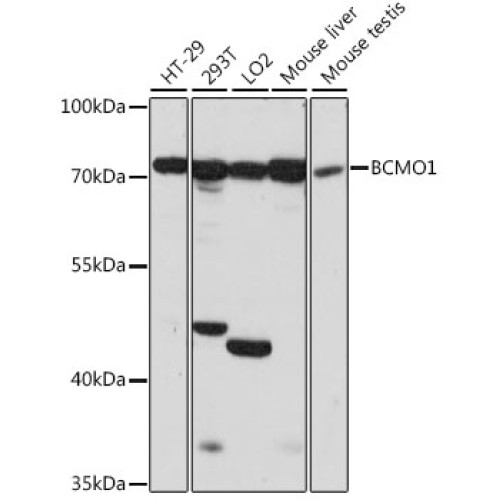 BCMO1 Rabbit pAb