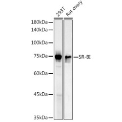 SR-BI Rabbit pAb