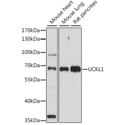 UCKL1 Rabbit pAb