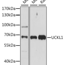 UCKL1 Rabbit pAb