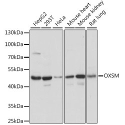 OXSM Rabbit pAb