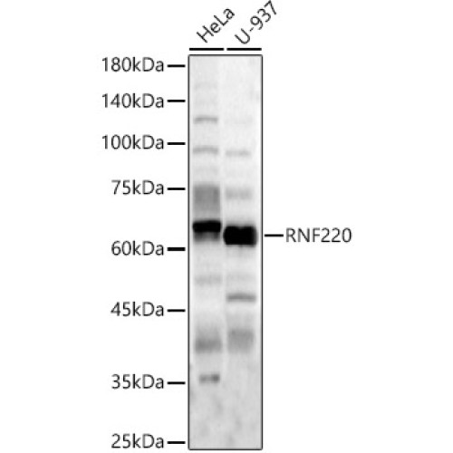 RNF220 Rabbit pAb