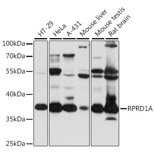 RPRD1A Rabbit pAb