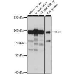 ELP2 Rabbit pAb