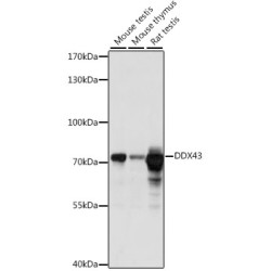 DDX43 Rabbit pAb