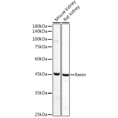 Renin Rabbit pAb