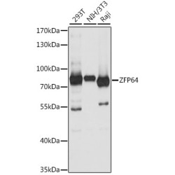 ZFP64 Rabbit pAb