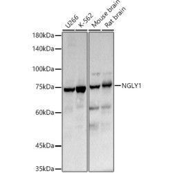 NGLY1 Rabbit pAb