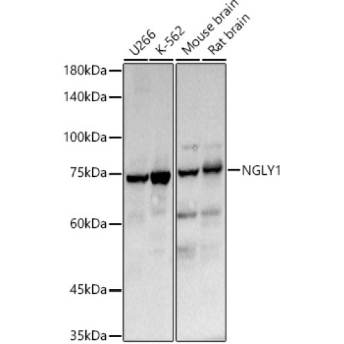 NGLY1 Rabbit pAb