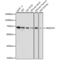 UBQLN4 Rabbit pAb