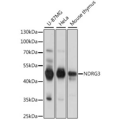 NDRG3 Rabbit pAb