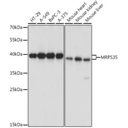 MRPS35 Rabbit pAb