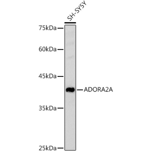 ADORA2A Rabbit pAb
