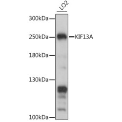 KIF13A Rabbit pAb