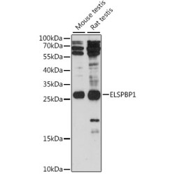 ELSPBP1 Rabbit pAb