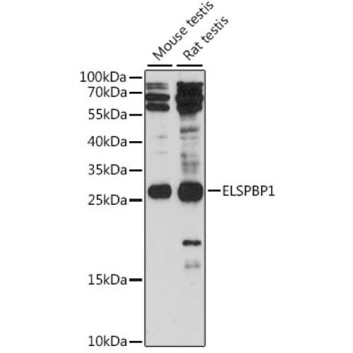 ELSPBP1 Rabbit pAb