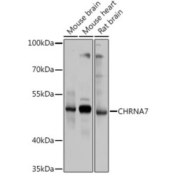CHRNA7 Rabbit pAb