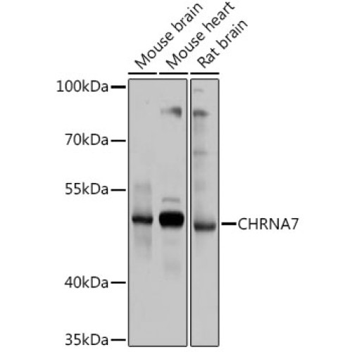 CHRNA7 Rabbit pAb