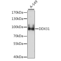 DDX31 Rabbit pAb