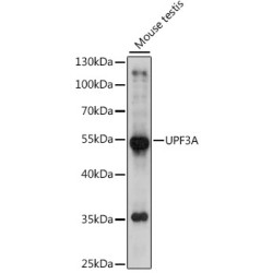 UPF3A Rabbit pAb