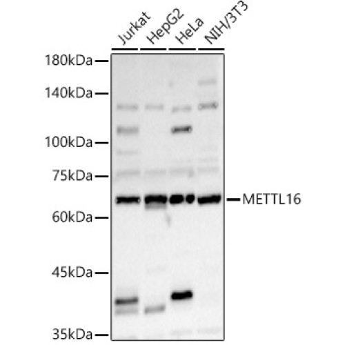METTL16 Rabbit pAb