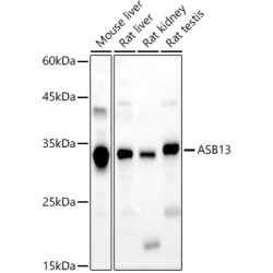 ASB13 Rabbit pAb