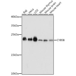 CYB5B Rabbit pAb