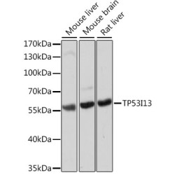 TP53I13 Rabbit pAb