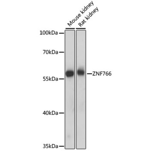 ZNF766 Rabbit pAb