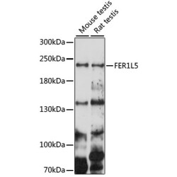 FER1L5 Rabbit pAb