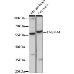 TMEM44 Rabbit pAb