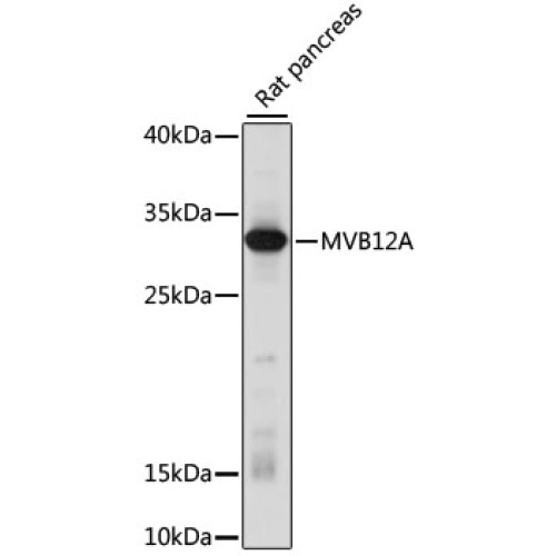 MVB12A Rabbit pAb