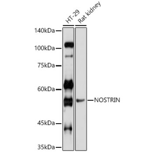 NOSTRIN Rabbit pAb