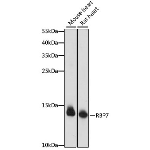 RBP7 Rabbit pAb