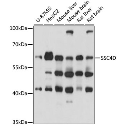 SSC4D Rabbit pAb