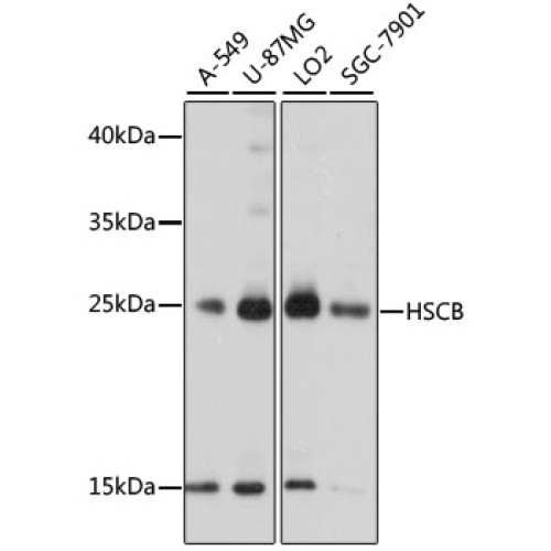 HSCB Rabbit pAb