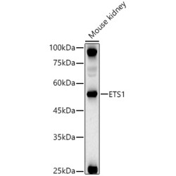ETS1 Rabbit pAb