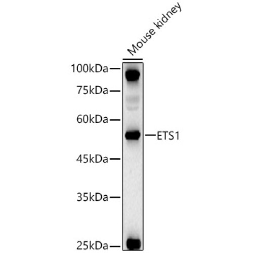 ETS1 Rabbit pAb