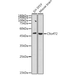 C9orf72 Rabbit pAb