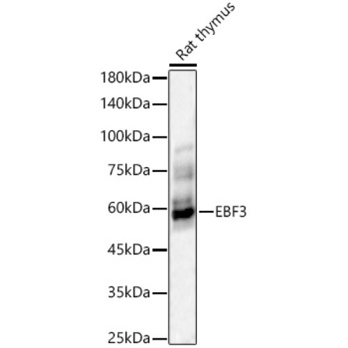 EBF3 Rabbit pAb