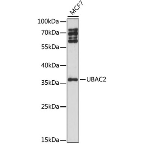 UBAC2 Rabbit pAb